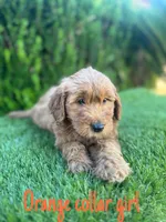 Grace, a female Miniature Goldendoodle for sale in Bakersfield, CA – 3 of 4