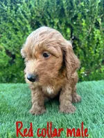 Rex , a male Miniature Goldendoodle for sale in Bakersfield, CA – 2 of 4
