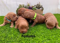 Luna , a female Miniature Goldendoodle for sale in Bakersfield, CA – 2 of 4