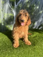 Luna , a female Miniature Goldendoodle for sale in Bakersfield, CA – 4 of 6