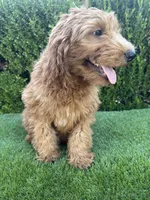 Rex , a male Miniature Goldendoodle for sale in Bakersfield, CA – 5 of 6