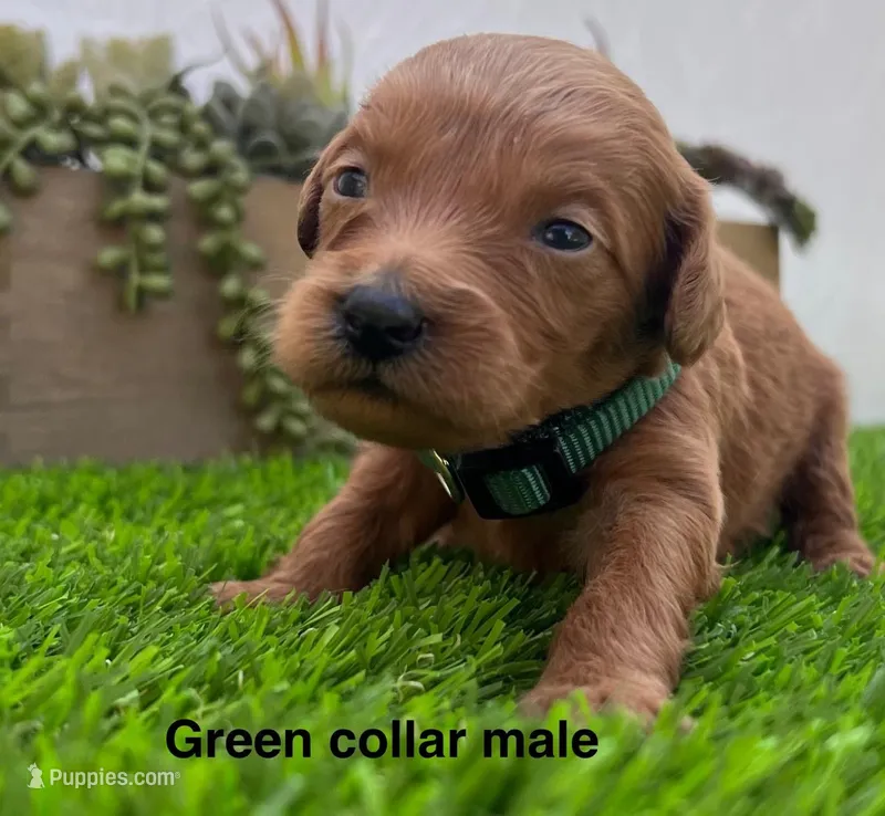 Louie  – Miniature Goldendoodle puppy for sale in Bakersfield, CA
