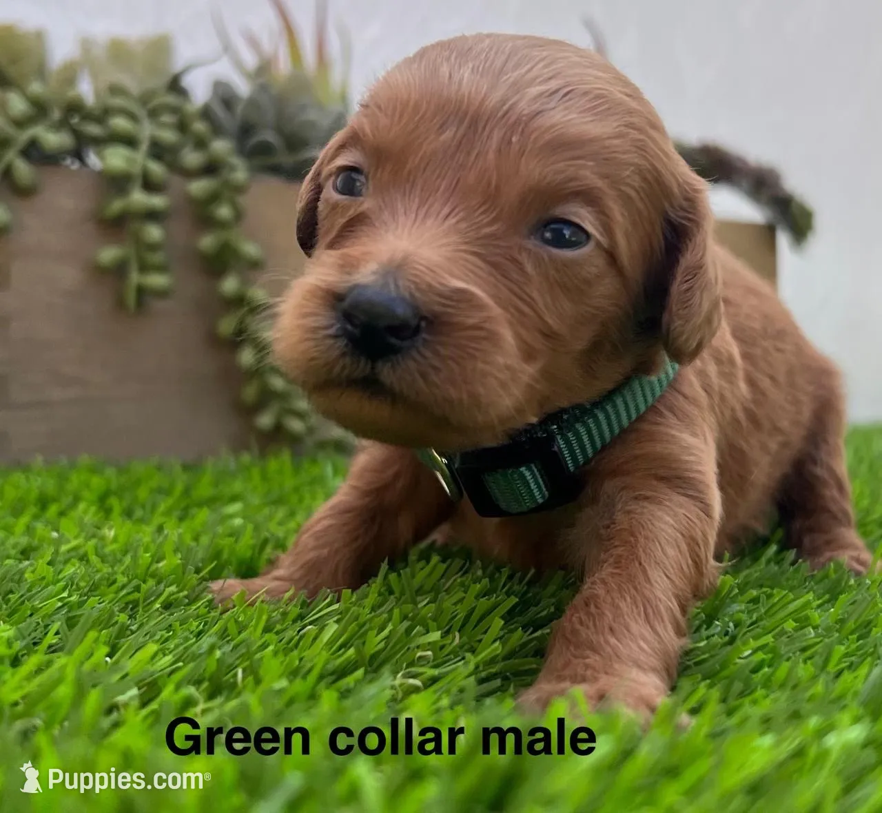 Louie , a male Miniature Goldendoodle for sale in Bakersfield, CA – 1 of 2