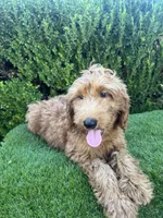 Rex , a male Miniature Goldendoodle for sale in Bakersfield, CA – 6 of 6