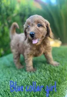 Molly, a female Miniature Goldendoodle for sale in Bakersfield, CA – 2 of 5