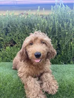 Rex , a male Miniature Goldendoodle for sale in Bakersfield, CA – 3 of 6