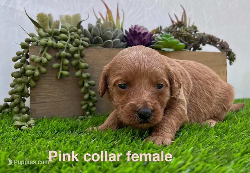 Mia  – Miniature Goldendoodle puppy for sale in Bakersfield, CA