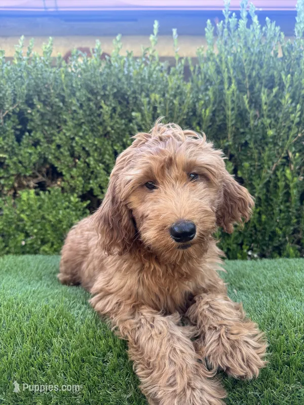 Rex  – Miniature Goldendoodle puppy for sale in Bakersfield, CA