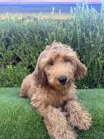 Rex , a male Miniature Goldendoodle for sale in Bakersfield, CA – 1 of 6