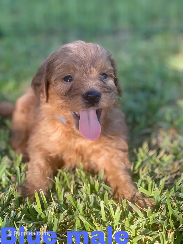 F1 mini golden doodles ready, a female Goldendoodle for sale in Bakersfield, CA – Photo 1 of 5