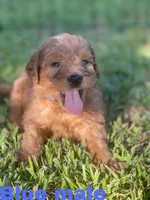 F1 mini golden doodles ready, a female Goldendoodle for sale in Bakersfield, CA – Photo 1 of 5