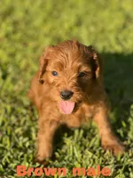 F1 mini golden doodles ready, a female Goldendoodle for sale in Bakersfield, CA – Photo 5 of 5