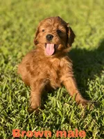 F1 mini golden doodles ready, a female Goldendoodle for sale in Bakersfield, CA – Photo 4 of 5