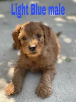 F1 mini golden doodles ready, a female Goldendoodle for sale in Bakersfield, CA – Photo 3 of 5