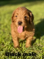 F1 mini golden doodles ready, a female Goldendoodle for sale in Bakersfield, CA – Photo 2 of 5