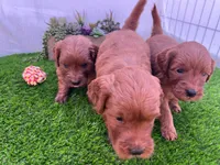 Milo, a male Miniature Goldendoodle for sale in Bakersfield, CA – 3 of 3