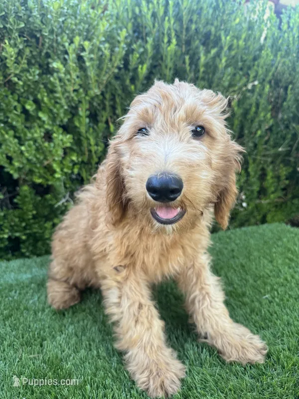 Milo – Miniature Goldendoodle puppy for sale in Bakersfield, CA