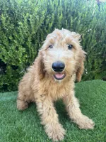 Milo, a male Miniature Goldendoodle for sale in Bakersfield, CA – 1 of 6