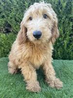 Max, a male Goldendoodle for sale in Bakersfield, CA – 7 of 9