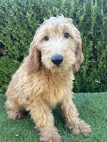 Max, a male Goldendoodle for sale in Bakersfield, CA – 6 of 9