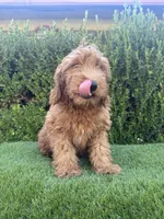 Rex , a male Miniature Goldendoodle for sale in Bakersfield, CA – 2 of 6
