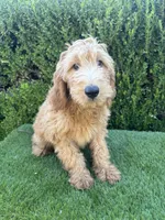 Max, a male Goldendoodle for sale in Bakersfield, CA – 4 of 9