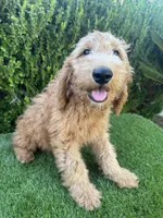 Milo, a male Miniature Goldendoodle for sale in Bakersfield, CA – 6 of 6