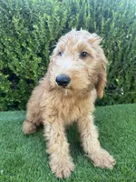 Milo, a male Miniature Goldendoodle for sale in Bakersfield, CA – 2 of 6