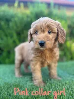Luna , a female Miniature Goldendoodle for sale in Bakersfield, CA – 2 of 4
