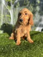 Mia, a female Miniature Goldendoodle for sale in Bakersfield, CA – 4 of 6