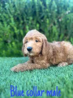 Milo, a male Miniature Goldendoodle for sale in Bakersfield, CA – 4 of 5