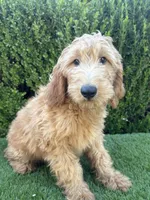 Max, a male Goldendoodle for sale in Bakersfield, CA – 5 of 9