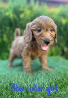 Molly, a female Miniature Goldendoodle for sale in Bakersfield, CA – 3 of 5