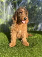 Luna , a female Miniature Goldendoodle for sale in Bakersfield, CA – 5 of 6