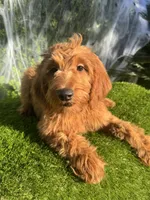 Grace , a female Miniature Goldendoodle for sale in Bakersfield, CA – 4 of 6