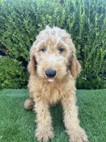 Milo, a male Miniature Goldendoodle for sale in Bakersfield, CA – 3 of 6