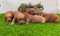 Mia , a female Miniature Goldendoodle for sale in Bakersfield, CA – 3 of 3