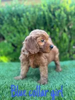 Molly, a female Miniature Goldendoodle for sale in Bakersfield, CA – 5 of 5