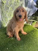 Mia, a female Miniature Goldendoodle for sale in Bakersfield, CA – 6 of 6