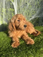 Roxy , a female Miniature Goldendoodle for sale in Bakersfield, CA – 4 of 6