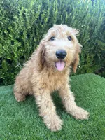 Milo, a male Miniature Goldendoodle for sale in Bakersfield, CA – 4 of 6