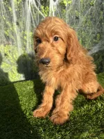 Roxy , a female Miniature Goldendoodle for sale in Bakersfield, CA – 5 of 6