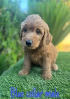 Milo, a male Miniature Goldendoodle for sale in Bakersfield, CA – 3 of 5