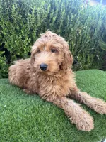 Rex , a male Miniature Goldendoodle for sale in Bakersfield, CA – 4 of 6