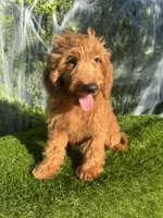 Grace , a female Miniature Goldendoodle for sale in Bakersfield, CA – 6 of 6