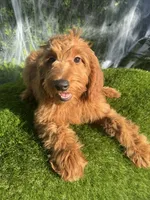 Grace , a female Miniature Goldendoodle for sale in Bakersfield, CA – 3 of 6