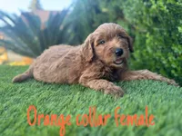 Grace, a female Miniature Goldendoodle for sale in Bakersfield, CA – 2 of 4
