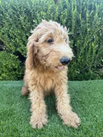 Milo, a male Miniature Goldendoodle for sale in Bakersfield, CA – 5 of 6