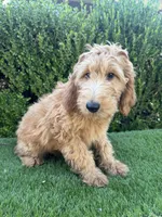 Max, a male Goldendoodle for sale in Bakersfield, CA – 2 of 9