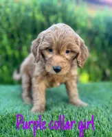 Mia , a female Miniature Goldendoodle for sale in Bakersfield, CA – 4 of 4